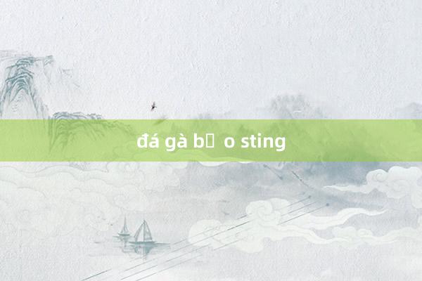 đá gà bảo sting