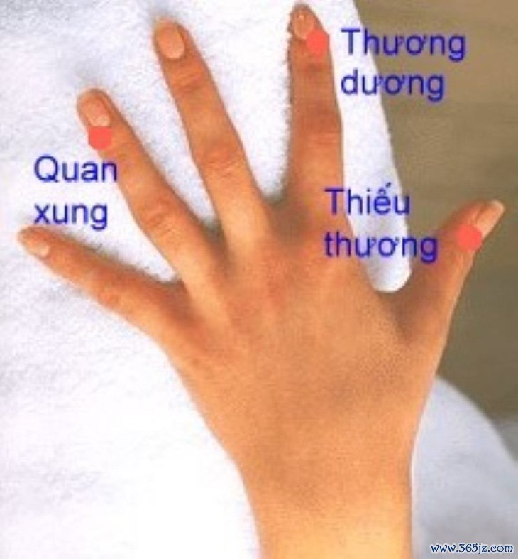 Thảo dược   bấm huyệt chữa viêm họng， tránh biến chứng... thấp khớp， đau tim - Ảnh 2.